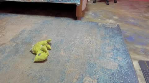 whises lits        online show from February 21, 12:28 pm