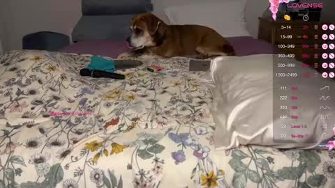 gigi online show from February 16, 6:43 pm