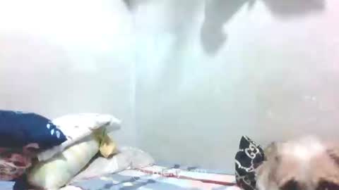 hotlavender online show from January 27, 4:09 am