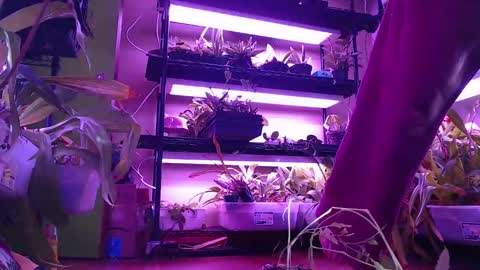 krookedorchid online show from October 18, 3:26 pm