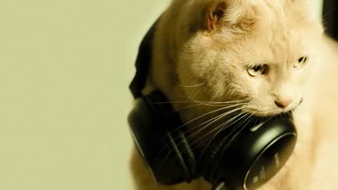 li_lit online show from March 15, 6:04 am