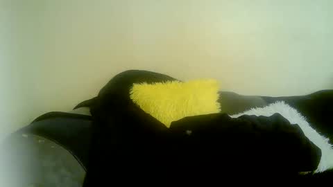 minieme001 online show from March 19, 4:50 am