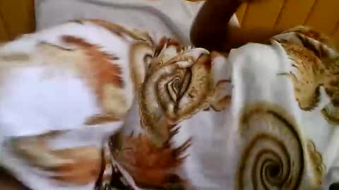 Sweet Ella online show from October 9, 7:56 am