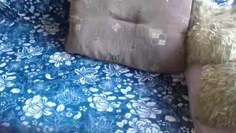 Lilly  online show from March 3, 9:05 am