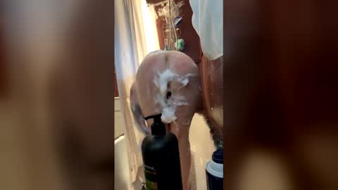 Jolene online show from February 11, 2:18 pm