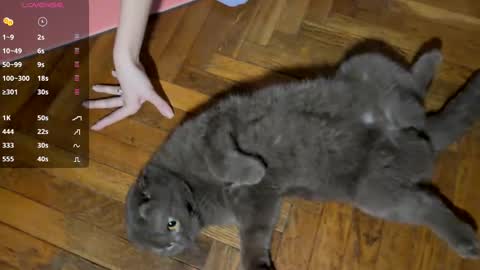 Roxie online show from March 5, 9:17 pm