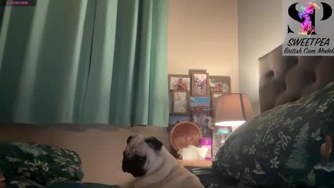 short sweetpea online show from January 12, 6:07 am