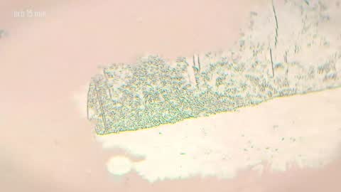 TAANNI online show from December 18, 11:31 pm