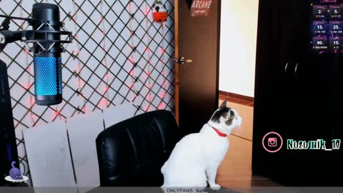 you can call me Andy or  yoshi  3 online show from January 16, 4:18 pm