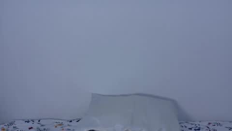 Kiwi online show from February 1, 3:00 pm