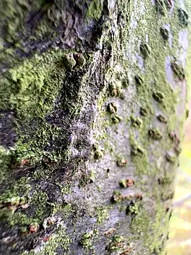 Sirina80 online show from October 19, 11:56 am