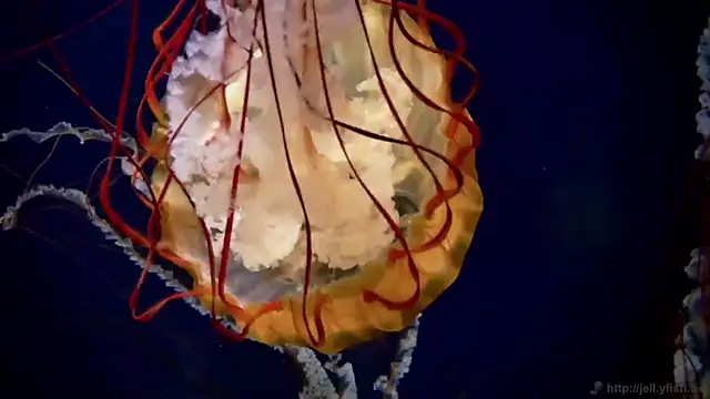 streamy test12 online show from March 23, 10:10 am