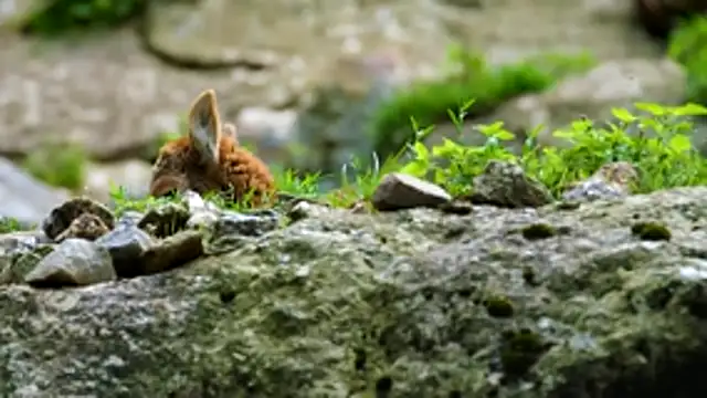 streamy test12 online show from October 17, 7:11 am