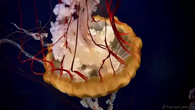 streamy test13 online show from September 19, 10:14 am