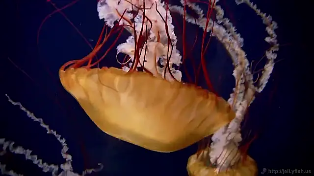 streamy test15 online show from February 10, 9:56 am