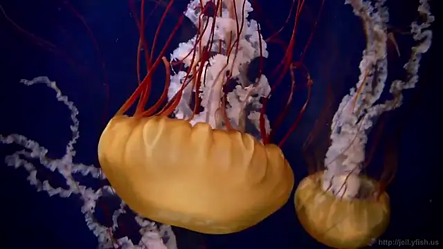 streamy test15 online show from October 7, 1:26 pm