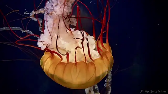 streamy test15 online show from October 23, 4:35 pm