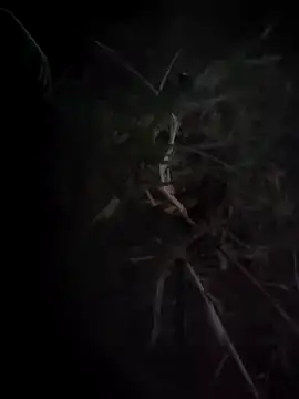 Sonam couple100 online show from October 29, 12:31 pm