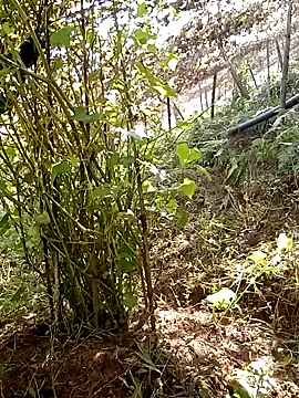 ngan-cute online show from January 12, 4:07 am