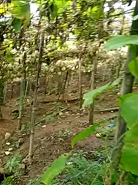 hera-00 online show from October 17, 7:00 am