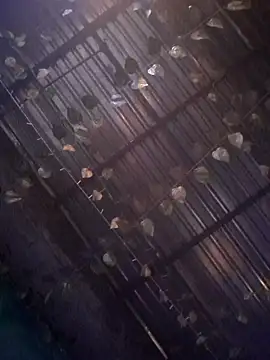 CeletheJones online show from October 18, 9:27 pm