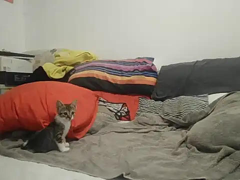 Snowflake OG online show from November 22, 6:32 pm