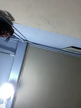 Sanieku online show from February 19, 6:46 am