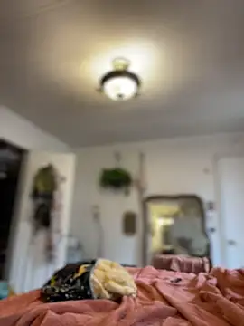 mossy kiss online show from March 12, 4:09 pm